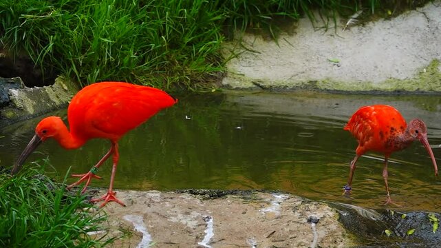 scarlet ibis (Eudocimus ruber) search for food in grass on shore of a lake. slow motion