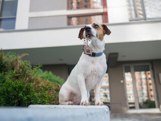 Jack Russell Terrier Dog Holding Apartment Keys. 
