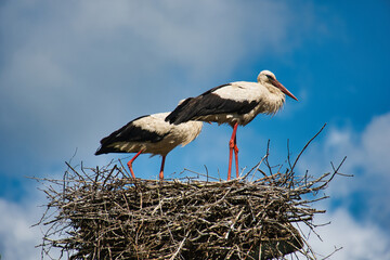 Two White Storks in Nest Against Blue Sky – Wildlife Photography