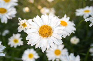 daisies in the garden