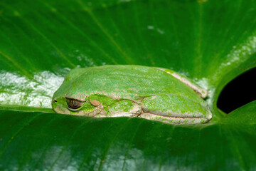 A beautiful Natal Forest Tree Frog (Leptopelis natalensis) sleeping on a lily leaf near a stream in KwaZulu-Natal, South Africa