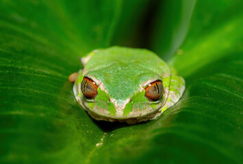 Close-up of the beautiful eyes of a Natal Forest Tree Frog (Leptopelis natalensis) on a lily leaf near a stream in KwaZulu-Natal, South Africa