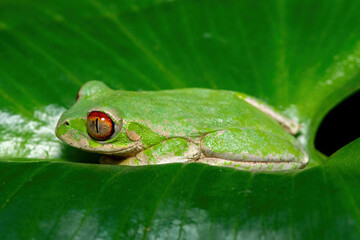 A beautiful Natal Forest Tree Frog (Leptopelis natalensis) on a lily leaf near a stream in KwaZulu-Natal, South Africa