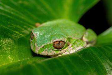 A beautiful Natal Forest Tree Frog (Leptopelis natalensis) sleeping on a lily leaf near a stream in KwaZulu-Natal, South Africa