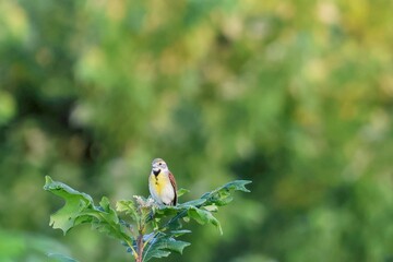 Dickcissel Song Bird on a Treetop with Leaves and Foliage with a Green Forest Bokeh
