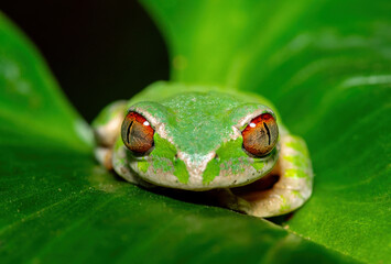 Close-up of the beautiful eyes of a Natal Forest Tree Frog (Leptopelis natalensis) on a lily leaf near a stream in KwaZulu-Natal, South Africa