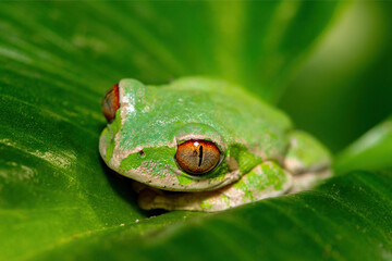 Close-up of the beautiful eyes of a Natal Forest Tree Frog (Leptopelis natalensis) on a lily leaf near a stream in KwaZulu-Natal, South Africa