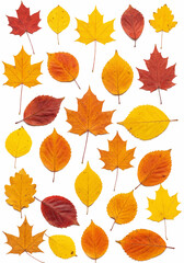 Obraz premium Collection of Autumn Leaves Displaying Vibrant Colors of Red Yellow and Orange Seasonal Foliage in Nature
