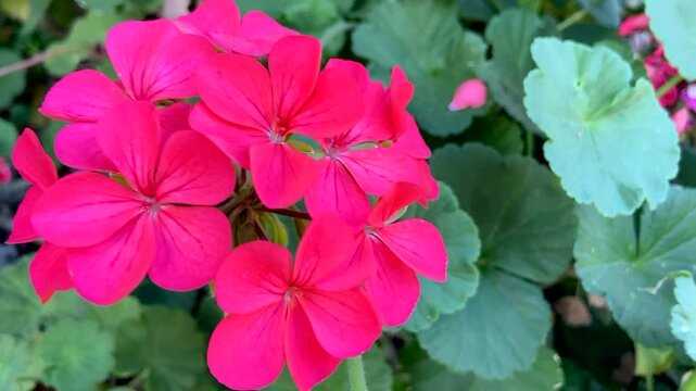 Pink geranium flowers in a spring garden close up. Blooming Pelargonium peltatum.Ornamental plants concept,4K
