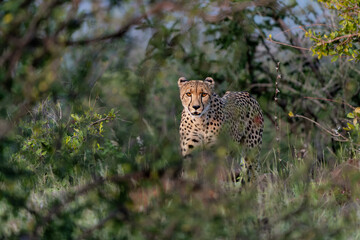 Cheetah (Acinonyx jubatus) walking and searching for prey in the late afternoon in Mashatu Game Reserve in the Tuli Block in Botswana      