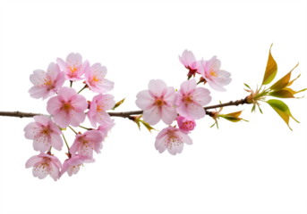 Delicate Cherry Blossom Branch with Pink Flowers and Green Leaves Against White Background, Evoking Serenity, Renewal, and Springtime Beauty
