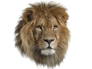 Obraz premium A realistic lion head photograph on a transparent background
