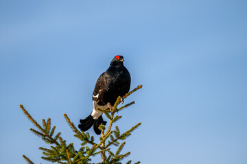 Wildtiere in freier Wildbahn - Birkhuhn