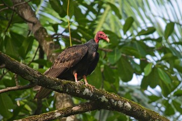Turkey vulture in Costa Rica