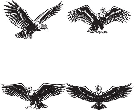 vector illustration of andean condor bird