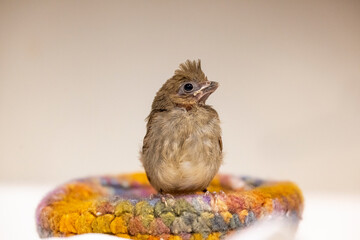 Young cardinal in care at a wildlife rehab. 