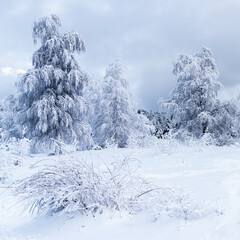 Snowy trees in a winter forest 