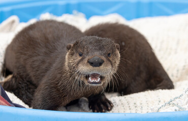 River otters in care at a wildlife rehab. 