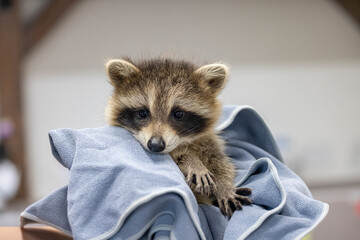 Young raccoon at a wildlife rehab.  © Brittany