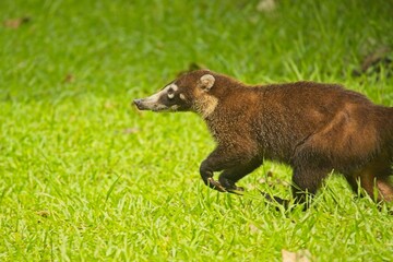 coati in the Corcovado National Park in Costa Rica