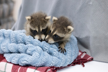 Raccoons in care at a wildlife rehabilitation centre. 