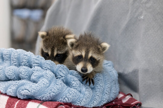 Raccoons in care at a wildlife rehabilitation centre. 