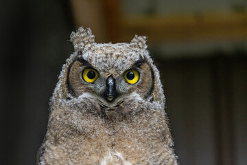 Great horned owl at a wildlife rehab. 