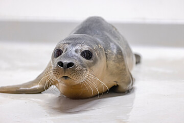 Harbor seal at a wildlife rehab. 