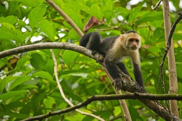 white face monkey in a rainforest in Costa Rica
