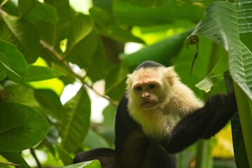 white face monkey in a rainforest in Costa Rica