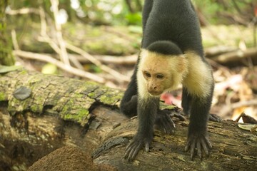 Naklejka premium white face monkey in a rainforest in Costa Rica