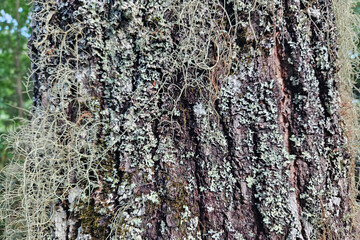 close-up of a shrub-like lichen growing on a tree trunk in North Carolina abstract texture background with copy space