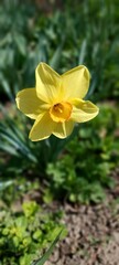 yellow daffodil flower