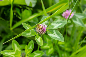 Clover flowers with leaves