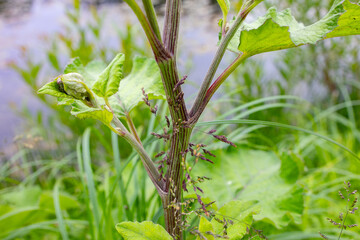 Macro shot of a burdock stem