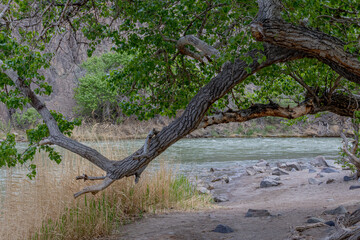 Charyn River in Kazakhstan flows beside a large tree branch and rocky shore in a scenic canyon.