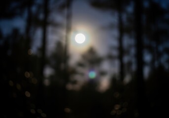 Fototapeta premium Dreamlike Woodland Light Effect. A serene, abstract natural scene showcasing a radiant light source through blurred trees. Evokes tranquility, mystery, and wonder.