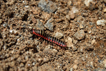 An Apheloria virginiensis, commonly known as the Kentucky flat millipede or the black and gold flat millipede. It is native to the Appalachian region of North America.
