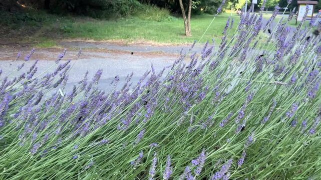 bumblebee and other insects pollinating vibrant purple lavender bushes in a sunny outdoor setting, showcasing natural ecosystems and a thriving garden, suitable for beekeeping, botanical gardens