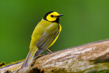Hooded Warbler © Chris T photography