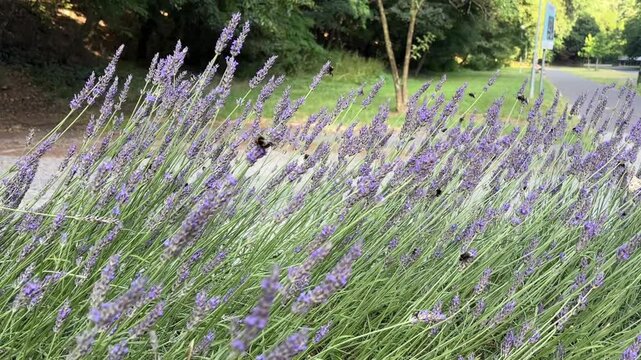 bumblebee and other insects pollinating vibrant purple lavender bushes in a sunny outdoor setting, showcasing natural ecosystems and a thriving garden, suitable for beekeeping, botanical gardens
