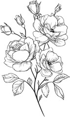 Obraz premium Black and white line art of blooming roses with leaves and buds. Vector illustration in sketch style
