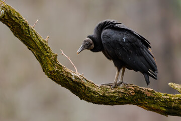 Black vulture