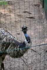 emu w ogrodzie zoologicznym