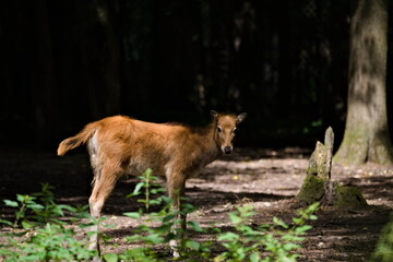 młody jeleń milu w lesie © Piotr