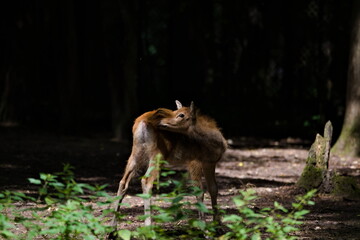 młody jeleń milu skubiący się pod ogonem © Piotr