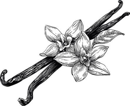 Black and white vanilla flowers and pods. Vector illustration in sketch style