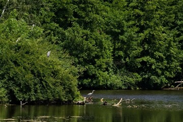 czaple siedzące na gałęziach i w wodzie © Piotr