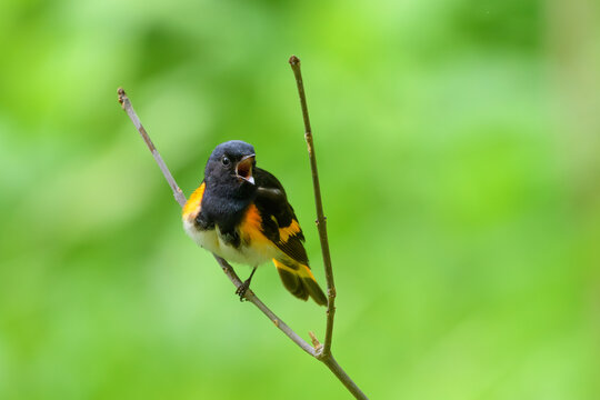 American Redstart