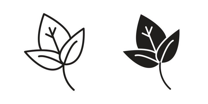 Basil icon in Thin linear and flat style. sign and symbol set